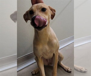 Catahoula Leopard Dog-Unknown Mix Dogs for adoption in Temple, TX, USA