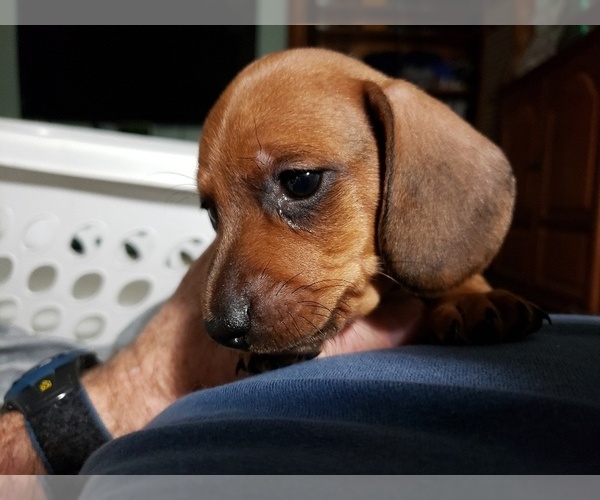 Medium Photo #3 Dachshund Puppy For Sale in TALLAHASSEE, FL, USA