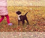 Small Photo #17 Olde English Bulldogge Puppy For Sale in KANSAS CITY, MO, USA