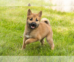 Small #8 Shiba Inu
