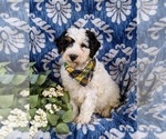 Small Photo #2 Bernedoodle (Miniature) Puppy For Sale in GLEN ROCK, PA, USA