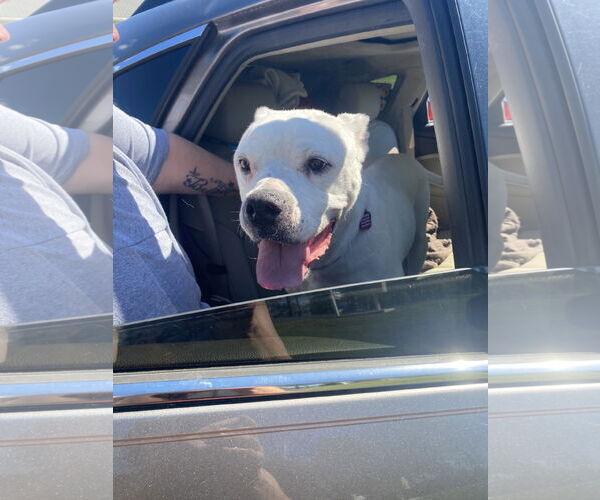 Medium Photo #6 American Bulldog-Unknown Mix Puppy For Sale in Spotsylvania, VA, USA
