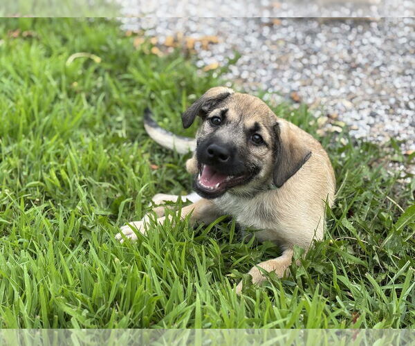 Medium Photo #8 Mutt Puppy For Sale in Brooklyn Center, MN, USA