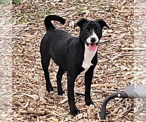 Regina - Female Labrador Retriever Dog for Adoption - Photo #3