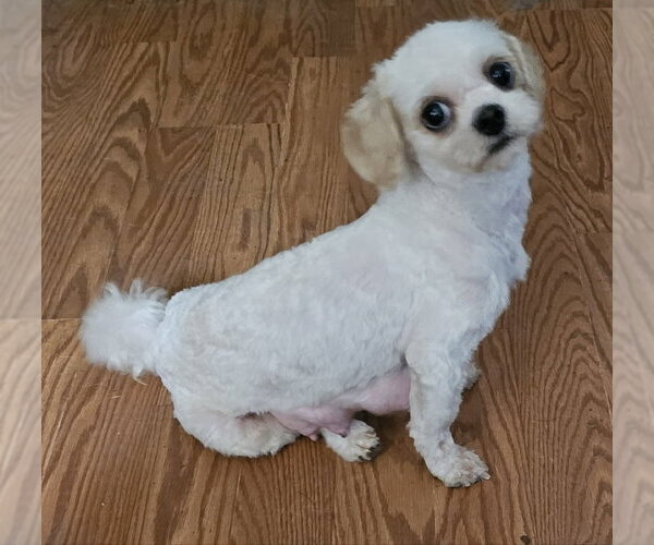 Medium Photo #2 Maltipoo (Toy) Puppy For Sale in Olalla, WA, USA
