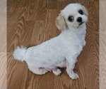 Small #1 Maltipoo (Toy)