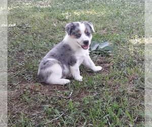 Miniature Australian Shepherd Puppy for sale in WINNSBORO, TX, USA