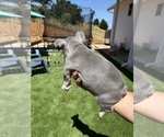 Small Photo #41 French Bulldog Puppy For Sale in PLEASANTON, CA, USA