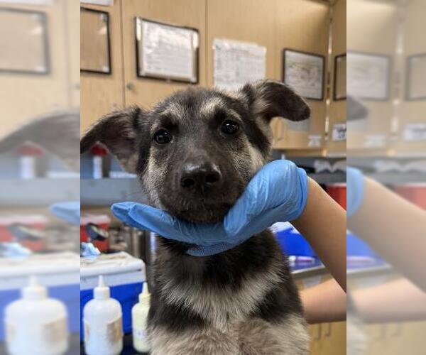 Medium Photo #1 German Shepherd Dog Puppy For Sale in Riverside, CA, USA