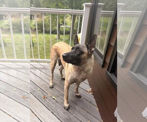 Jolene - Female German Shepherd Dog-Unknown Mix Dog for Adoption - Photo #3
