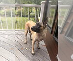 Small #2 German Shepherd Dog Mix