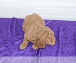 Small Photo #12 Goldendoodle (Miniature) Puppy For Sale in BLOOMINGTON, IN, USA