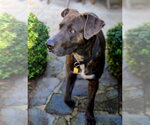 Jacob - Male Labmaraner Dog for Adoption - Small photo