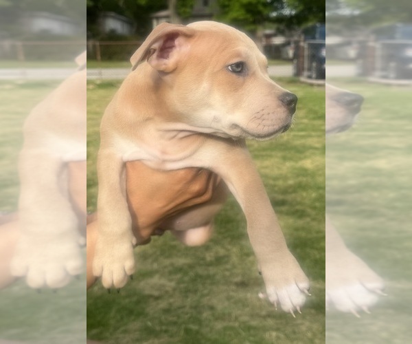 Medium Photo #48 American Bully Puppy For Sale in LAKE STATION, IN, USA