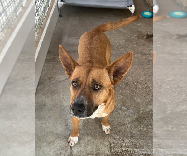 Medium Photo #3 Mutt Puppy For Sale in Oak Bluffs, MA, USA