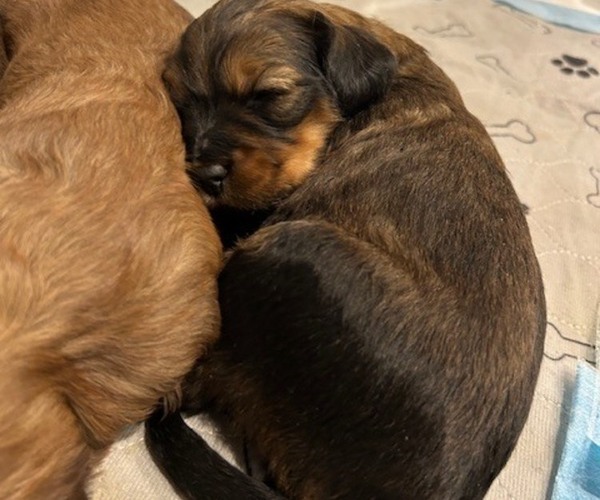Medium Photo #23 Bernedoodle (Miniature) Puppy For Sale in HENDERSON, CO, USA