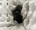 Small Photo #4 Labrador Retriever Puppy For Sale in SMITHFIELD, RI, USA