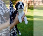 Small Photo #14 Boston Terrier Puppy For Sale in CARMICHAEL, CA, USA