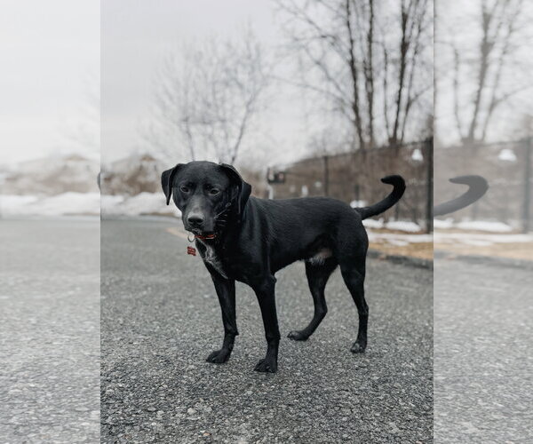 Medium Photo #4 Labrador Retriever-Unknown Mix Puppy For Sale in Chester, NJ, USA