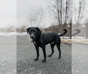 Tommy - Male Labrador Retriever-Unknown Mix Dog for Adoption - Photo #4