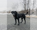 Small #3 Labrador Retriever Mix