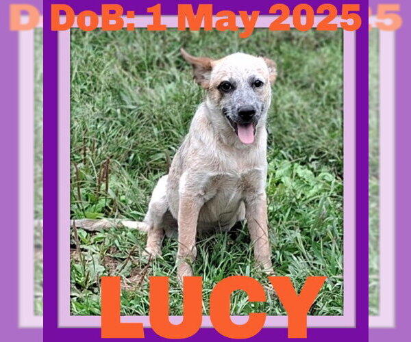 Medium Photo #31 Mutt Puppy For Sale in Sebec, ME, USA