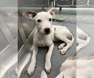 American Pit Bull Terrier-Unknown Mix Dogs for adoption in Salisbury, NC, USA
