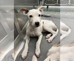 Small American Pit Bull Terrier Mix