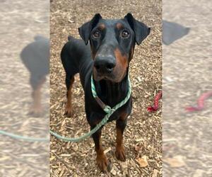 Doberman Pinscher Dogs for adoption in Fremont, CA, USA