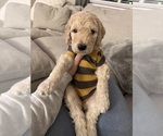 Puppy Bumblebee Goldendoodle