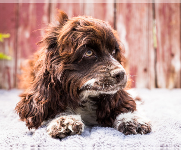 Medium Photo #3 Cocker Spaniel Puppy For Sale in WAKARUSA, IN, USA