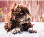 Small #2 Cocker Spaniel