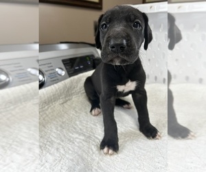 Great Dane Puppy for sale in GERMANSVILLE, PA, USA