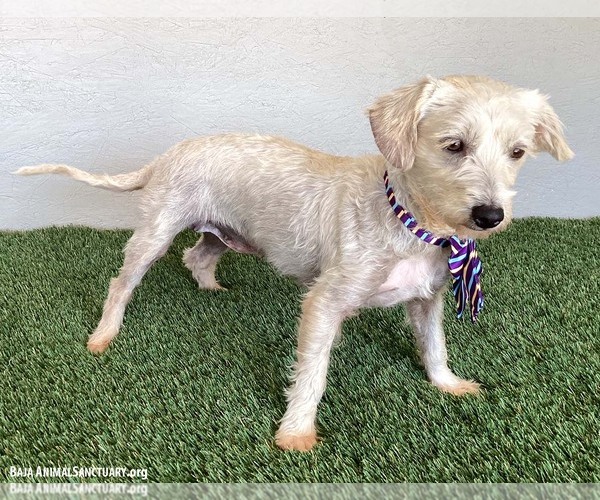 Medium Photo #3 Mutt Puppy For Sale in San Diego, CA, USA