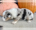 Small #4 Australian Shepherd