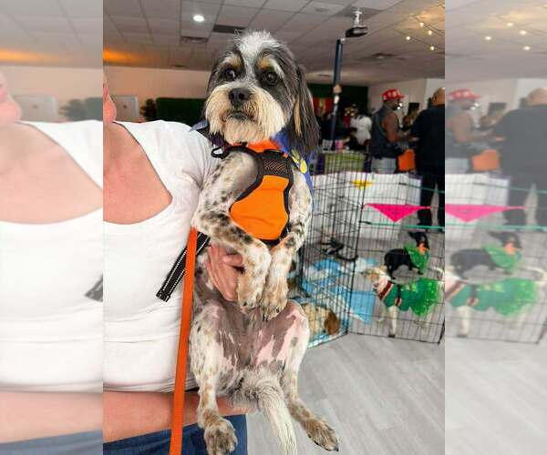 Medium Photo #4 Havanese-Unknown Mix Puppy For Sale in Vail, AZ, USA