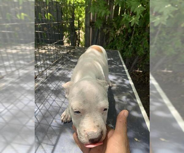 Medium Photo #2 American Staffordshire Terrier-Unknown Mix Puppy For Sale in San Antonio, TX, USA