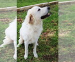 Small #1 Great Pyrenees