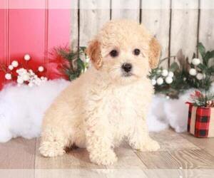 Poochon Puppy for sale in MOUNT VERNON, OH, USA