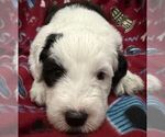 Image preview for Ad Listing. Nickname: AKC Male 1