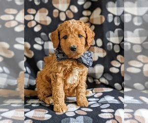 Goldendoodle (Miniature) Puppy for sale in NOTTINGHAM, PA, USA