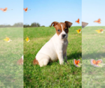 Small #8 Basenji-Rat Terrier Mix