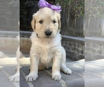 Small Photo #76 Golden Retriever Puppy For Sale in SACRAMENTO, CA, USA