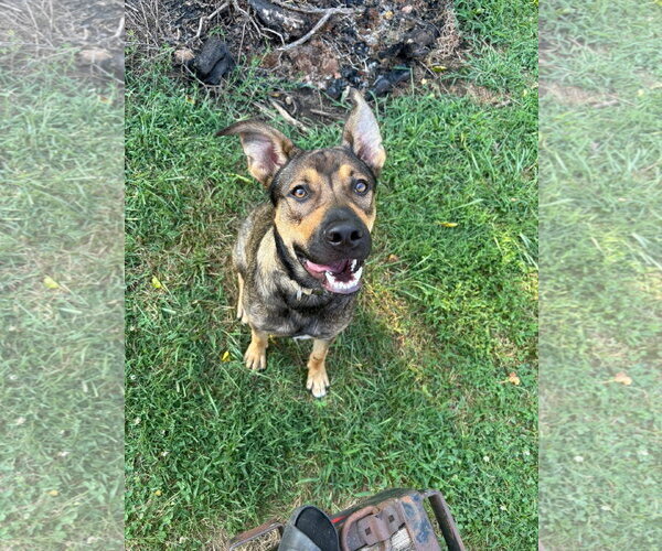 Medium Photo #3 German Shepherd Dog-Unknown Mix Puppy For Sale in Germantown, OH, USA