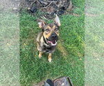 Small #2 German Shepherd Dog Mix