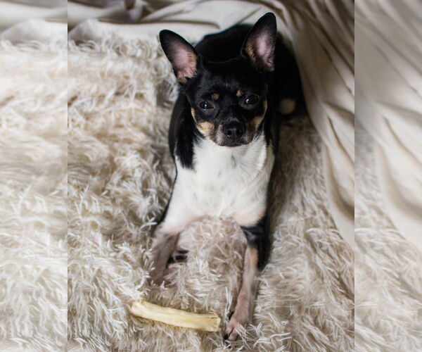 Medium Photo #18 Rat-Cha Puppy For Sale in San Francisco, CA, USA