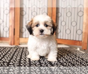 Zuchon Puppy for sale in NAPLES, FL, USA