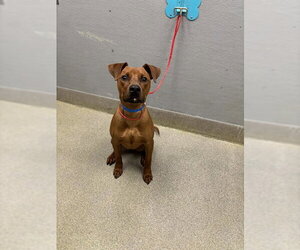 Unknown-Vizsla Mix Dogs for adoption in Las Vegas, NV, USA