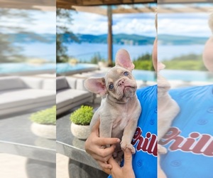 French Bulldog Puppy for sale in KANSAS CITY, KS, USA