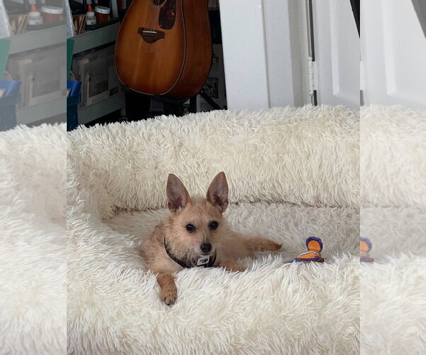 Medium Photo #7 Chihuahua-Unknown Mix Puppy For Sale in San Francisco, CA, USA